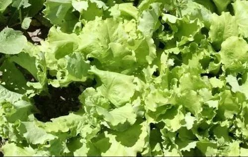 叶菜暂时止跌回稳,瓜茄花豆大体平静