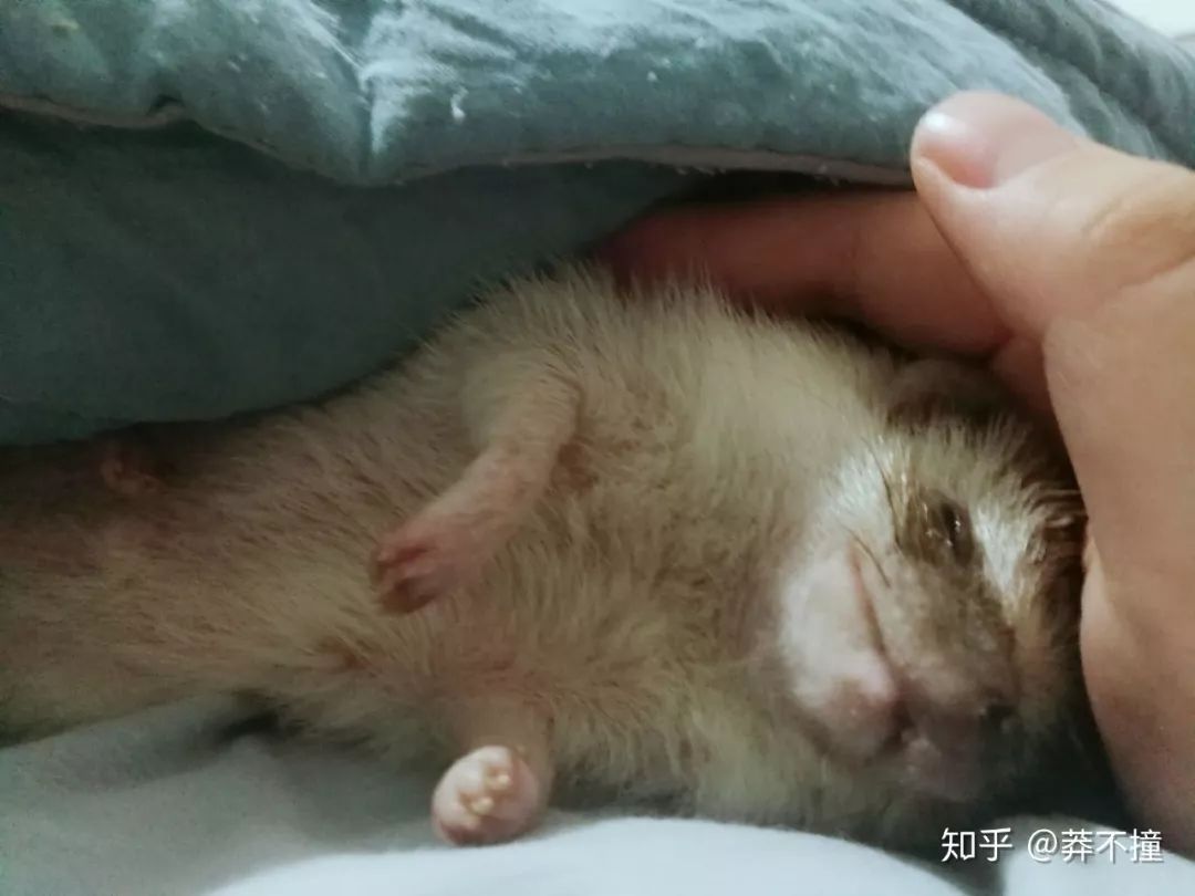 我在宿舍里养了一窝刺猬然后一只只杀死吃掉了