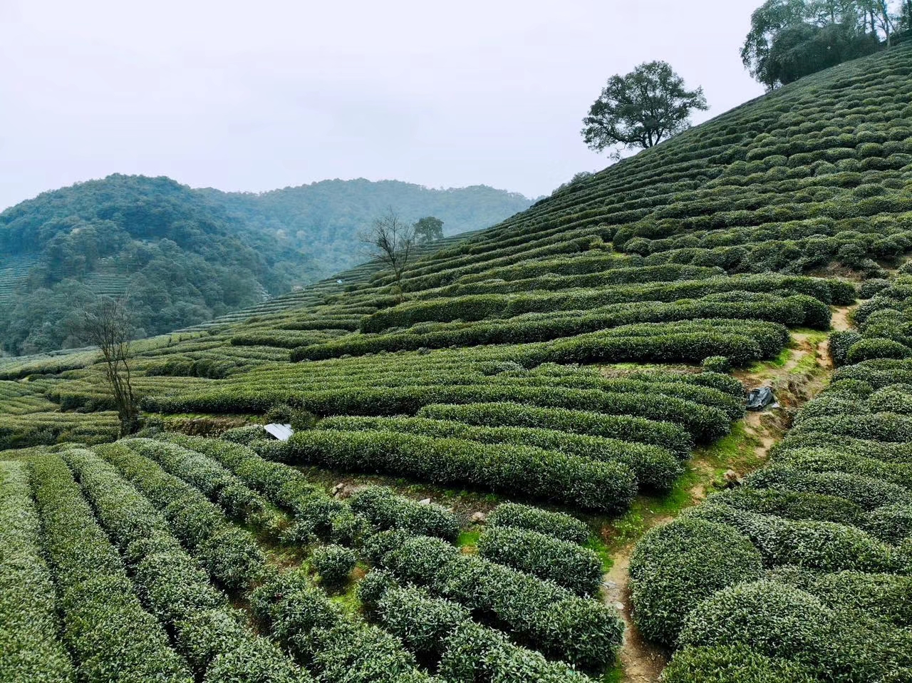 西湖龙井低产茶园如何改造?_茶树