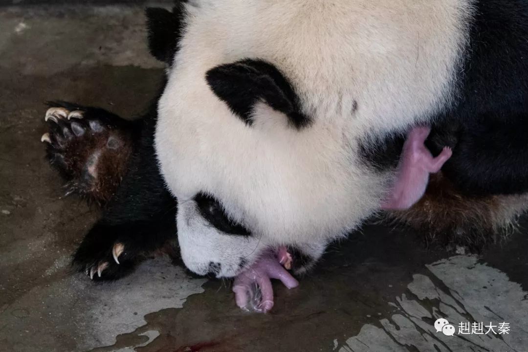 陕西省林业科学院秦岭大熊猫繁育研究中心,大熊猫珠珠与两个刚刚