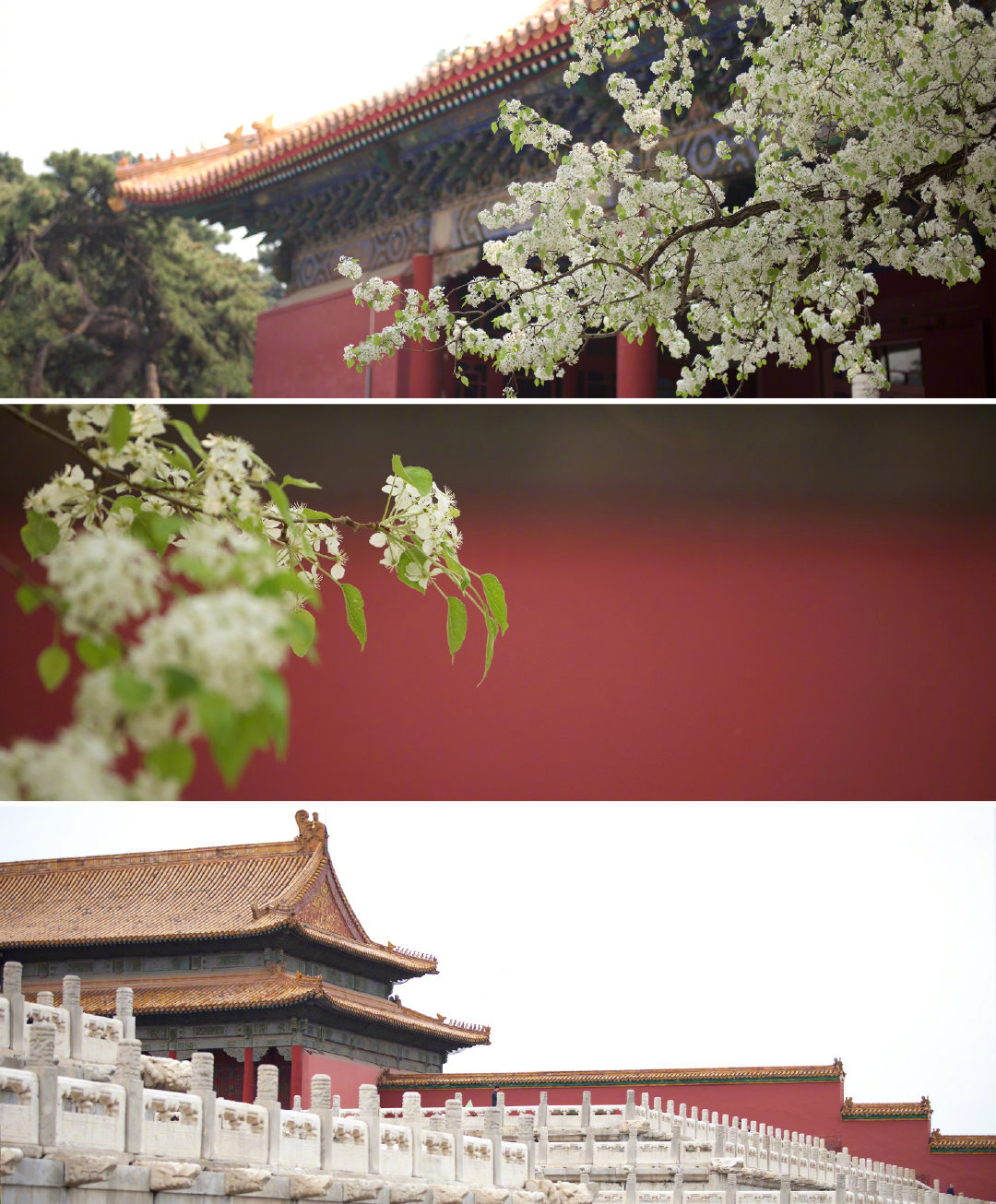 单霁翔:名牌大学硕士以上才有机会】7月10日,故宫博物院故宫学院院长