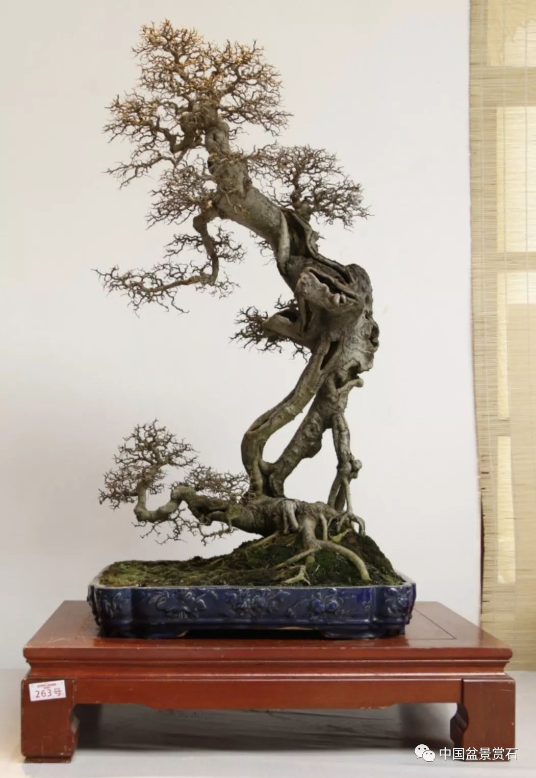 今日头条2019年国际盆景协会bci中国地区委员会会员盆景精品展暨中国