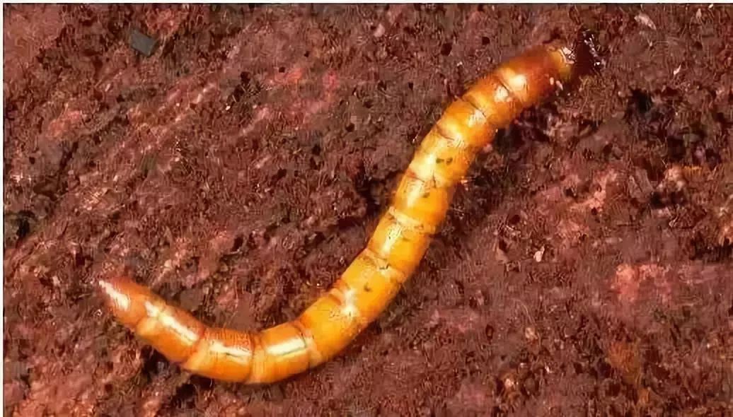 【五谷丰】十大绝招教你快速消灭这11种地下害虫!_幼虫