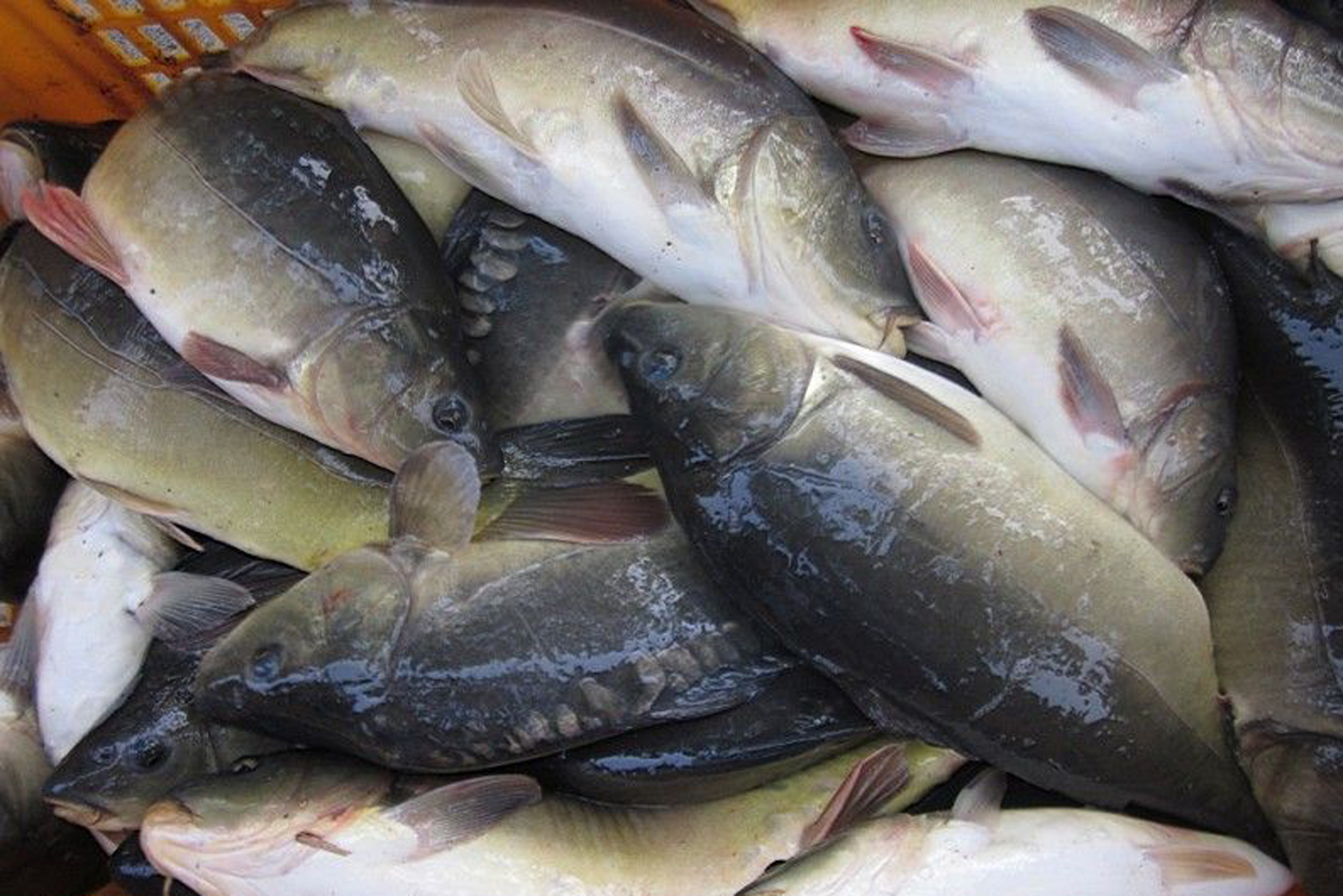 原创钓圣王守仁的黑坑钓鱼日记在黑坑竞技场正钓德国镜鲤全过程记录