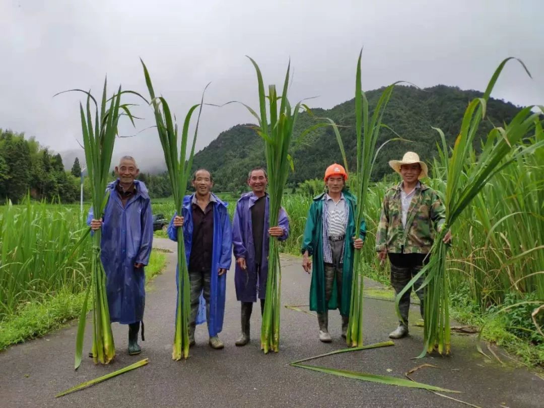 可以生吃的