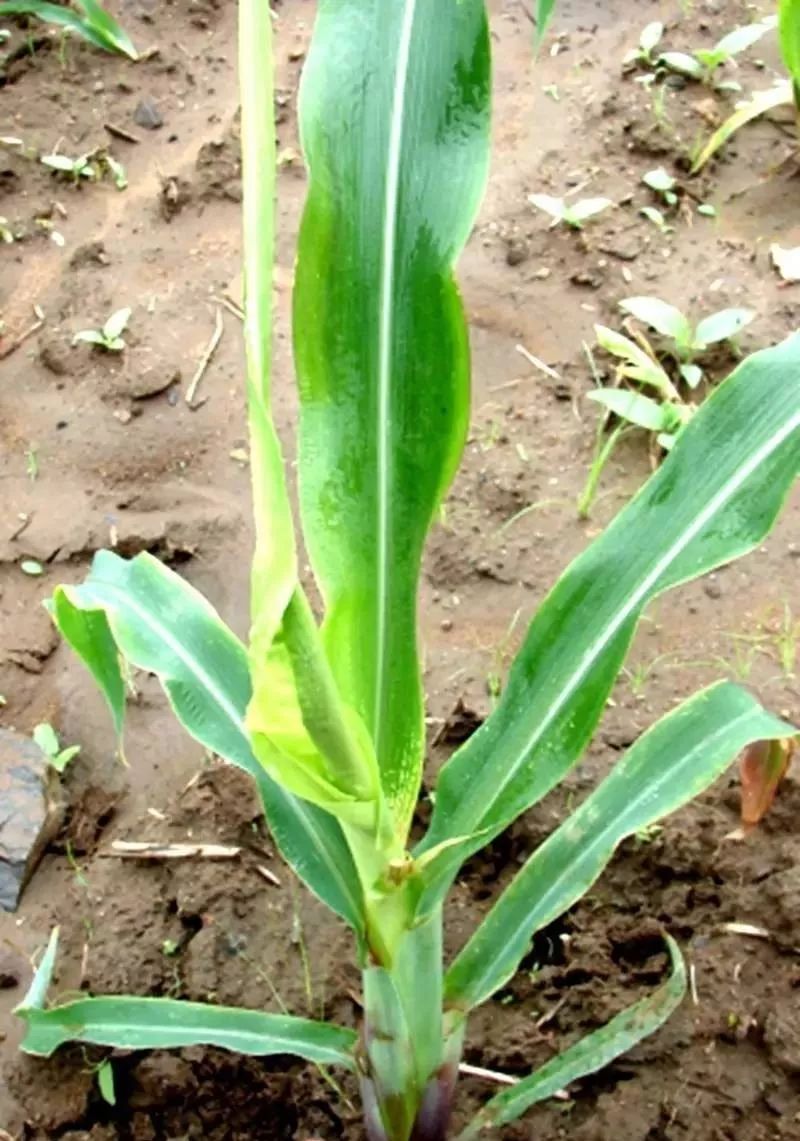 25张真相照告诉您玉米哪个阶段该施什么肥