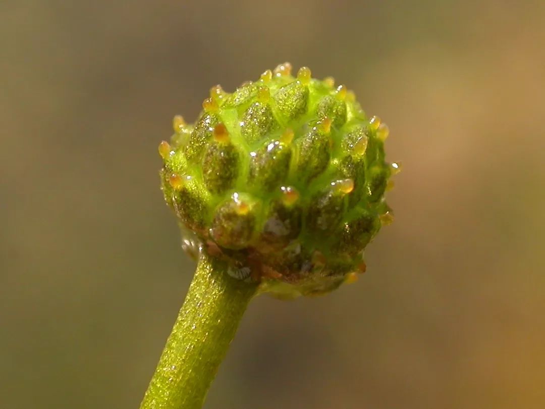 带你通过花,果的特写,带你走进常见的湿地植物世界,水毛茛,狸藻,荇菜
