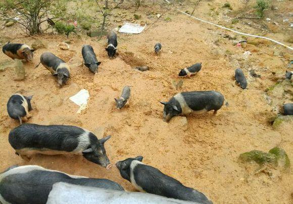 涨知识农村家里养的猪为什么喜欢拱地