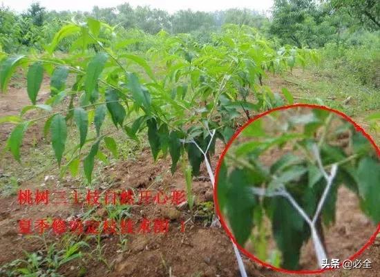 新栽桃树夏季整形修剪定枝技术