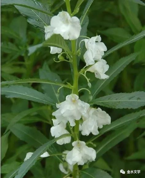 肖创民舅舅和他的白指甲花