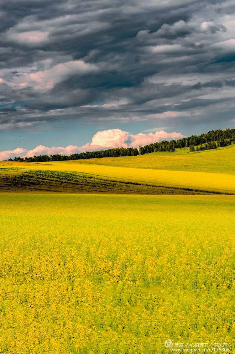 醉美油菜花亮丽风景线王凤莲老师摄影作品