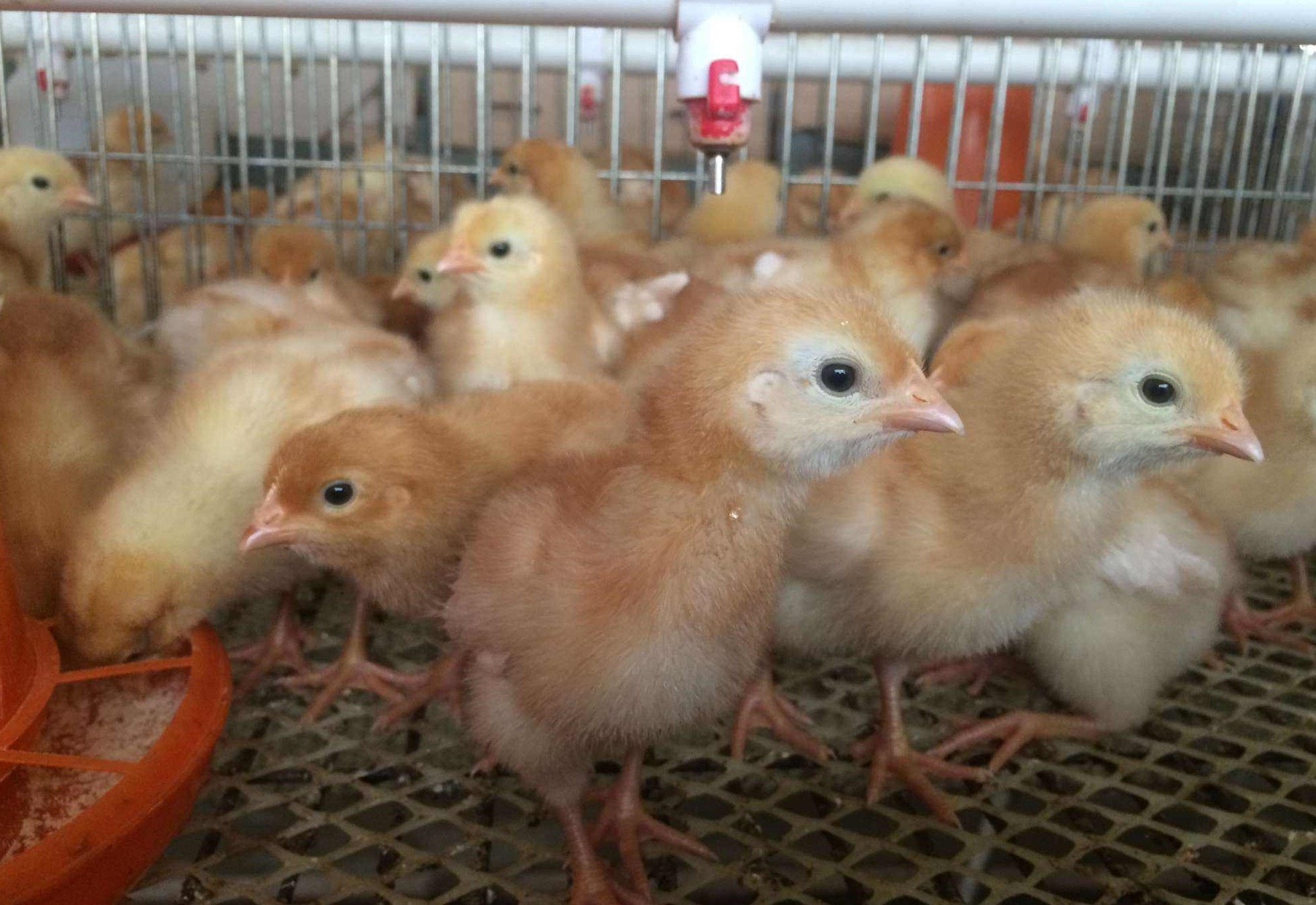 养鸡秘籍:养鸡想挣钱,打好基础是重点!_雏鸡