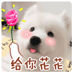 温哥华网友纷纷质疑除了导盲犬商场超市允许带大狗进入吗