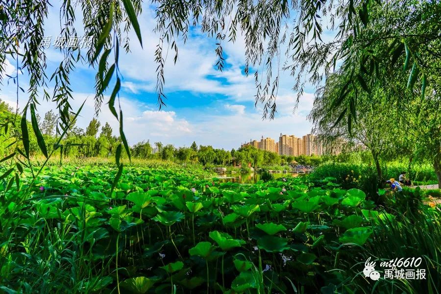 禹城徒骇河湿地公园这里的夏天真灿烂