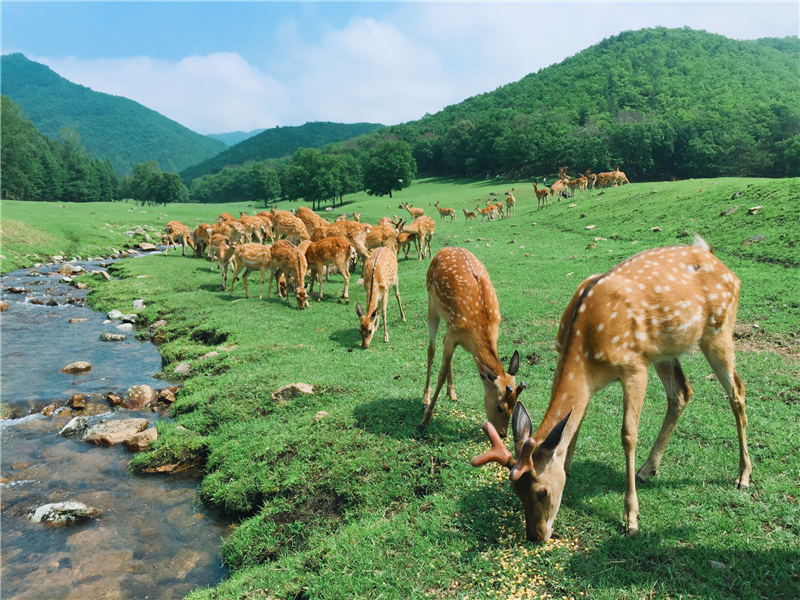 伊春金山鹿苑介绍图片