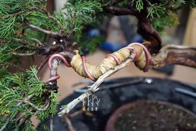 爱木盆景i文人小柏树整型蟠扎示范经典就是耐看