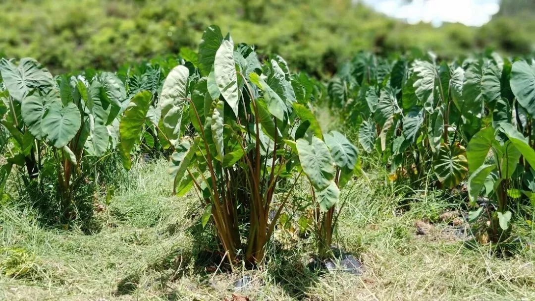 吃货的福音博白芋苗大量上市看到口水都流出来啦