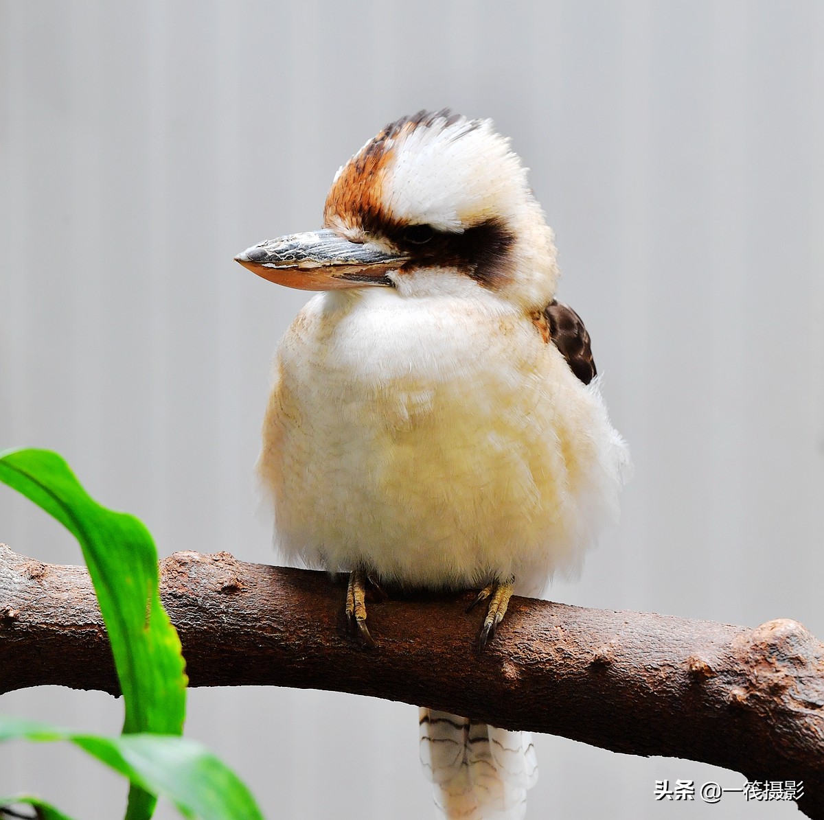 悉尼奥运会上被当作吉祥物的鸟笑翠鸟