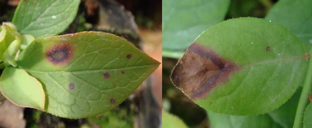 蓝莓病害——炭疽病