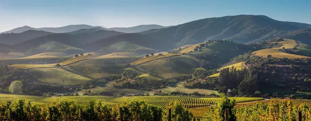 第一个在阿空加瓜谷栽培葡萄藤的酒庄vi09aerrázuriz伊拉苏