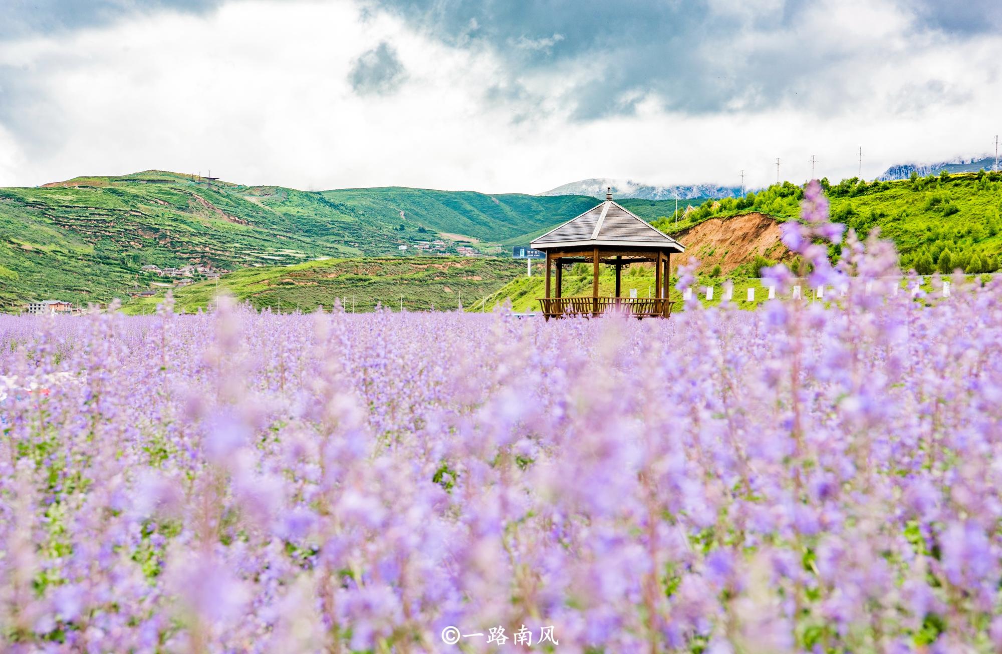 原创四川高海拔地区出现成片薰衣草,游客感叹"太美了,不想离开"!