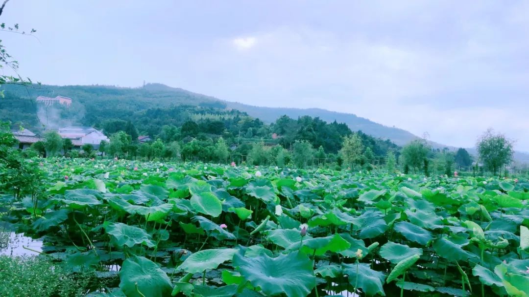 越王樓富樂山綿陽國際蘭花園太乙仙山植物園菩提莊園鶴林綠洲仙遊東方