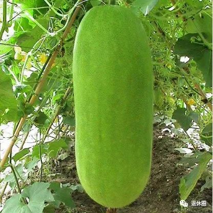 "夏季第一瓜"竟是它!降血脂,护心脏,等于四味药