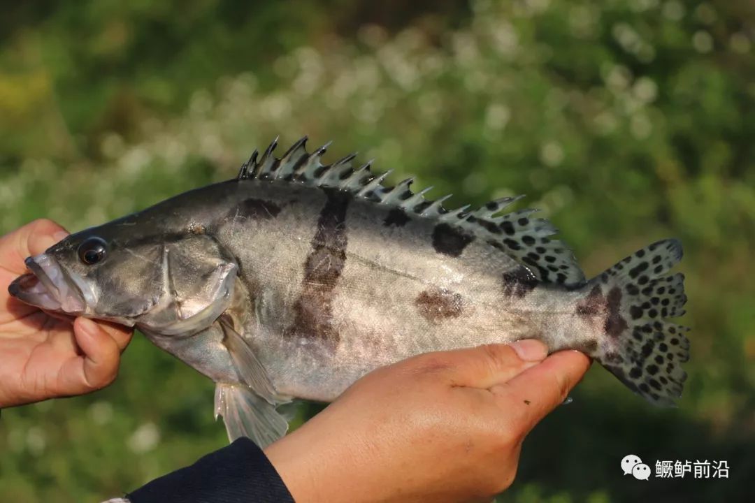 從羅蝦到鱖魚養殖思維要怎麼變該注意什麼