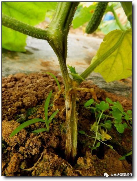 五谷丰一分钟教你怎么看懂黄瓜主要病害