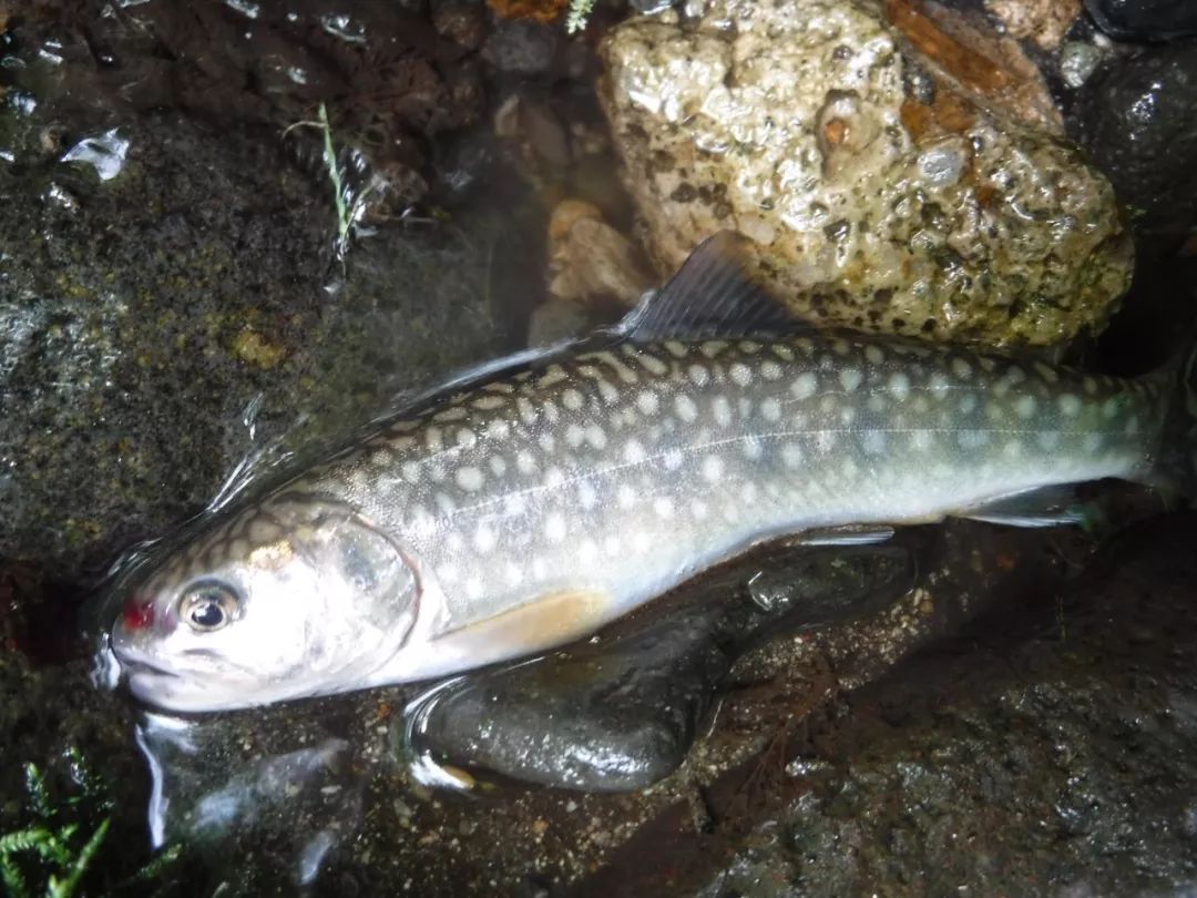 世界頂級淡水魚類大全