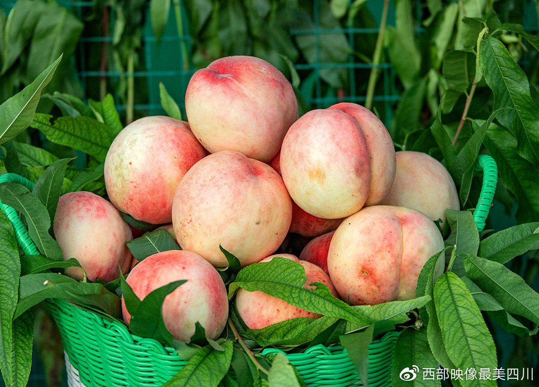 骄阳似火等风雨充国香桃在等你