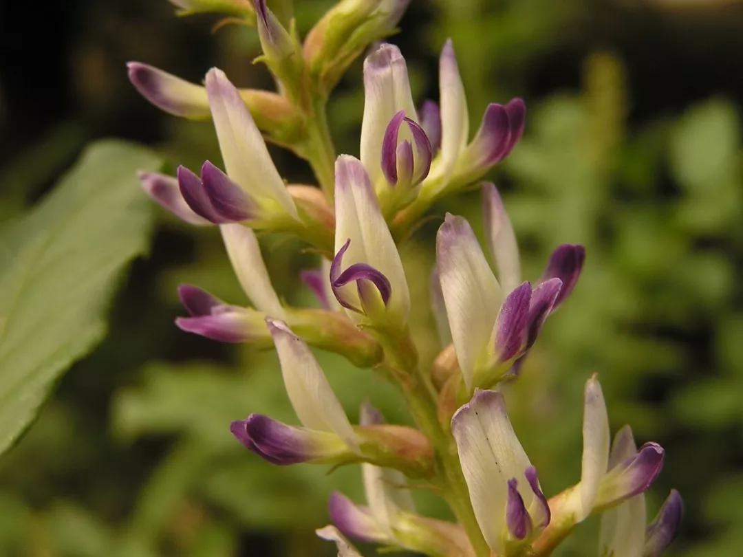 甘草竟会带来高血压?