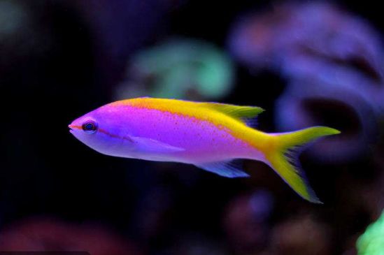 珊瑚礁海水鱼长得漂亮可能是这6个原因