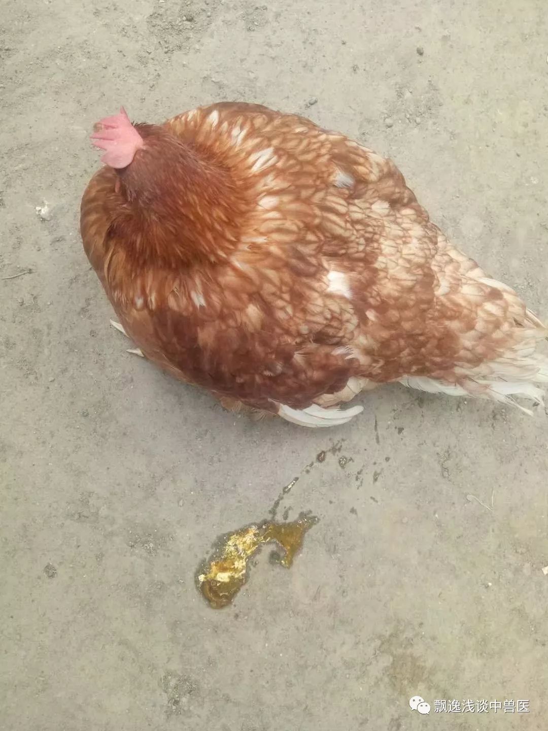 一例蛋鸡呼吸道疾病的中药控制