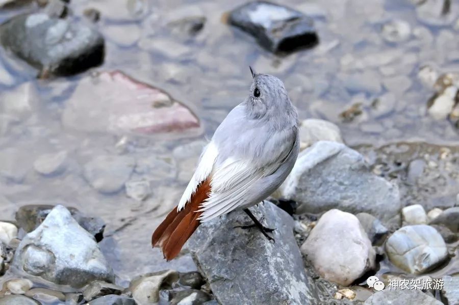 神农架鸟类白化红尾水鸲