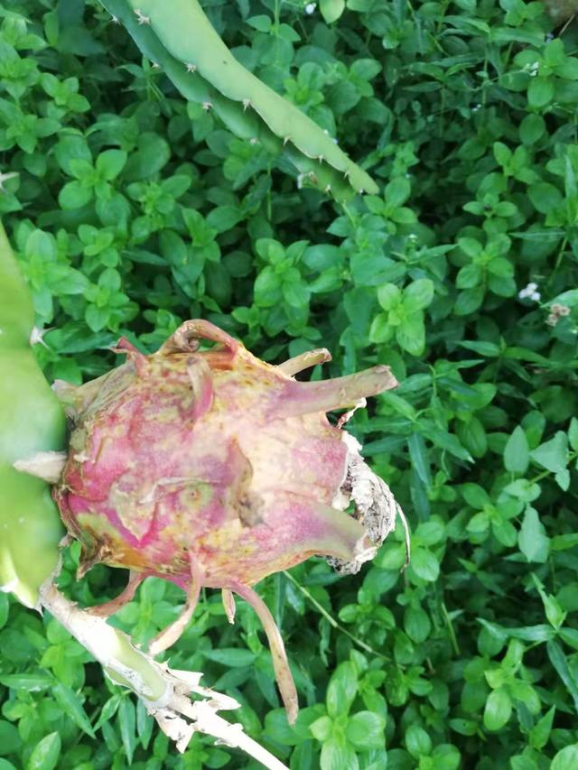 最近火龙果溃疡病炭疽病茎腐病大爆发如何补救有特效药吗
