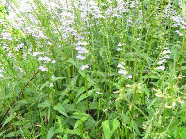 原创这野草价值高人称"半枝莲",野地看到挖回家,养护简单开花美