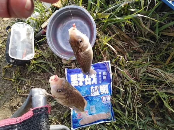 钓友原创野战蓝鲫战野河鲫鱼纷飞乐趣多