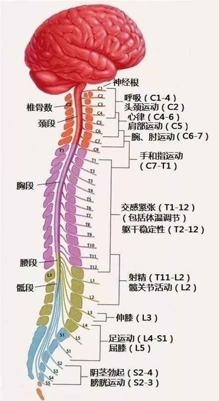 感觉神经的节段性分布腰穿的局部解剖左右脑损伤特点比较腰椎神经对应