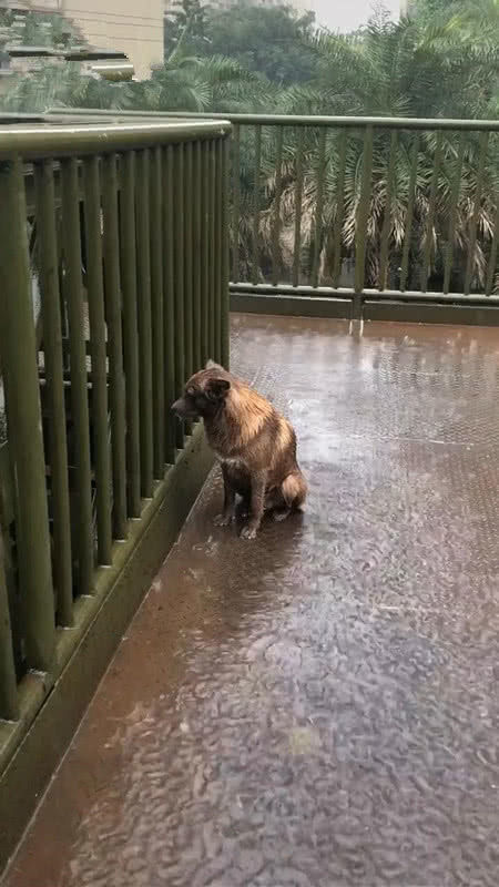 雨中狗蹲着的图片图片