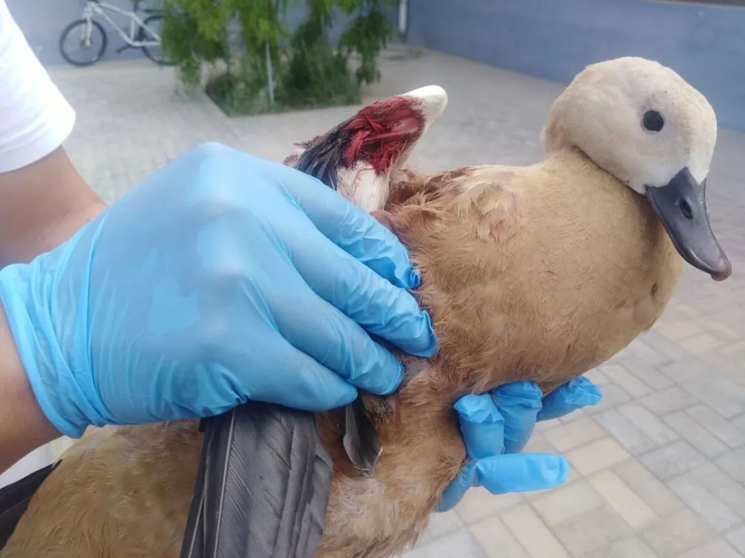 暖心丨野生保护动物受伤嘉峪关市民热心救助