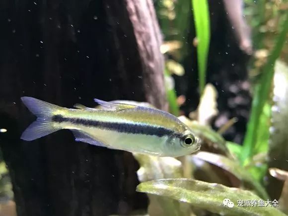 据鱼友介绍,血红露比灯鱼新入缸时,可以喂丰年虾混