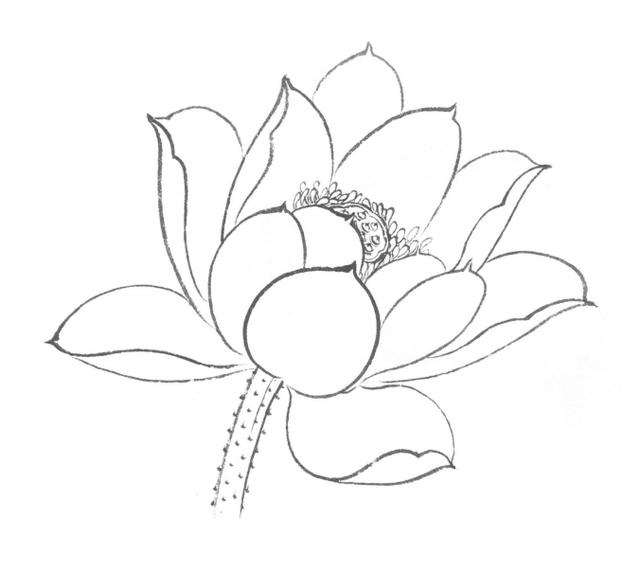 白莲花的画法图片