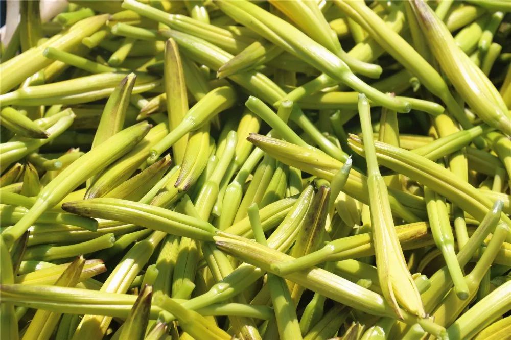 壮丽70年奋斗新时代打卡盐池黄花菜成网红