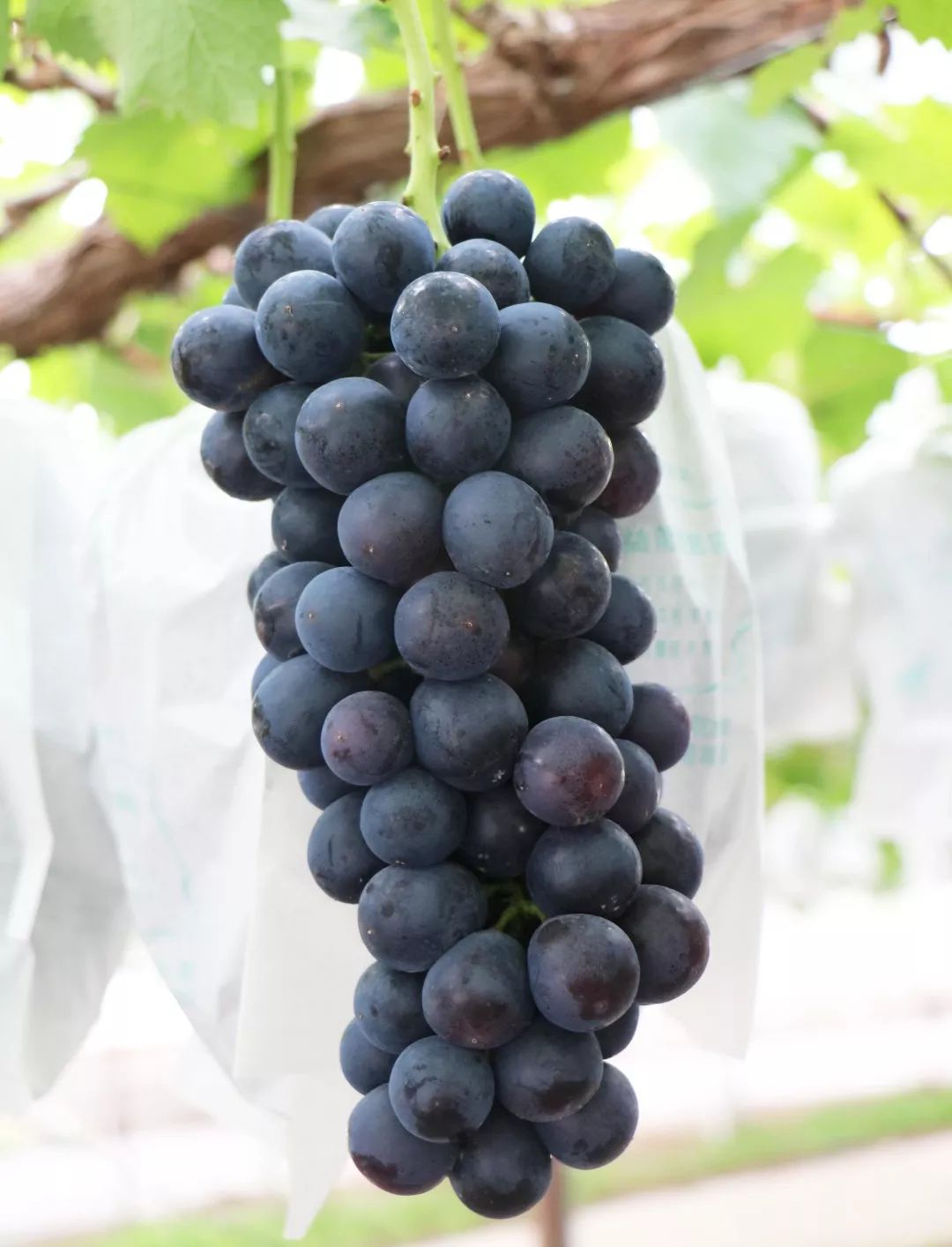 【农垦】心心有机葡萄正式上架,浓郁香草味夏黑葡萄来啦~_作业