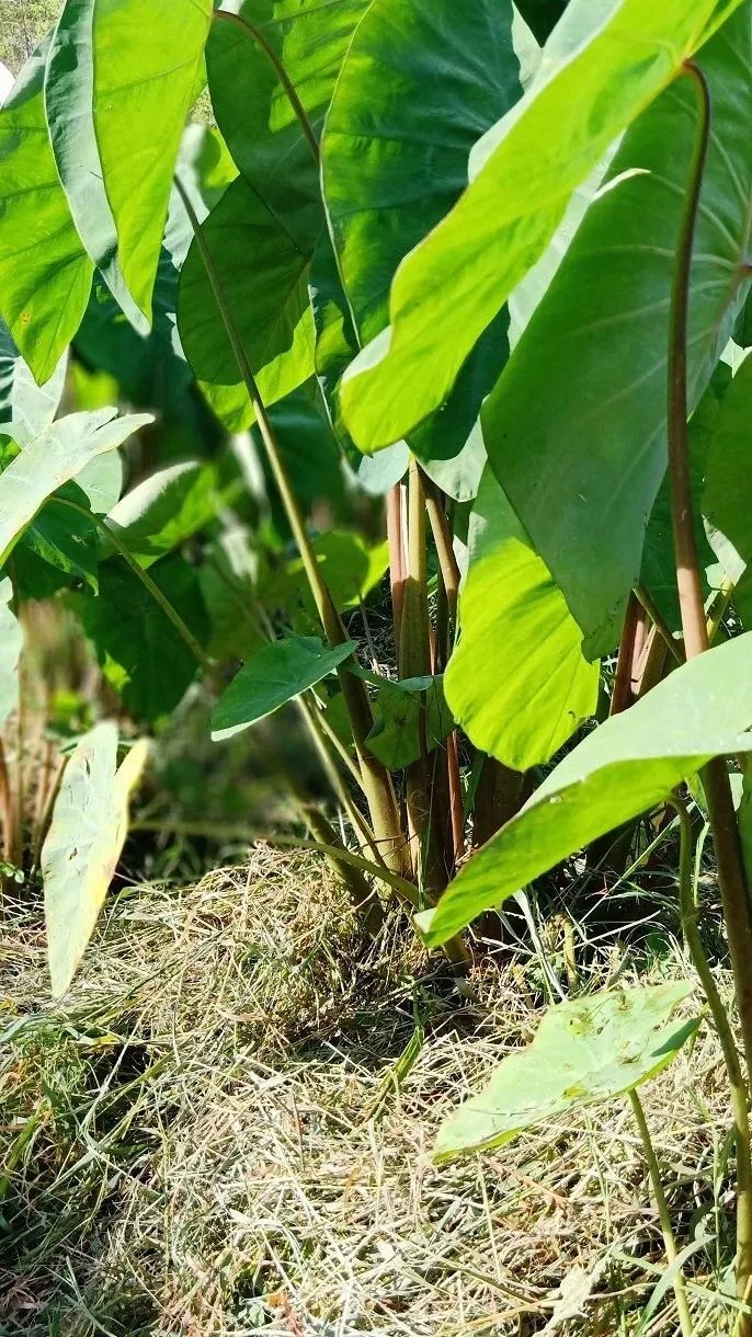 吃货的福音博白芋苗大量上市看到口水都流出来啦