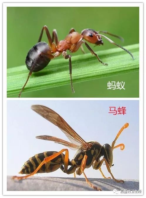 最近频发红火蚁伤人导致过敏,可危及生命!