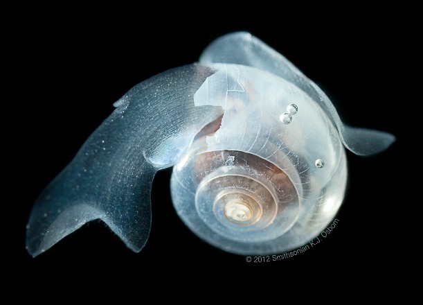 海蝴蝶虽然叫螺,但实际上它是适应了两极附近环境的海洋蜗牛