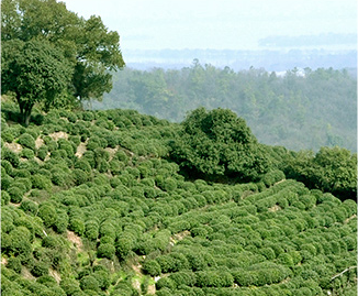 西湖龍井低產茶園如何改造?_茶樹