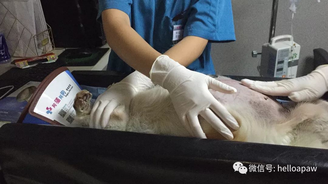 一针针地把狗狗肚子里的腹水抽出来圆滚透明的腹部抽出一半的腹水60针